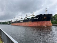 Thumbnail Image for Toxotis oncontextmenu=