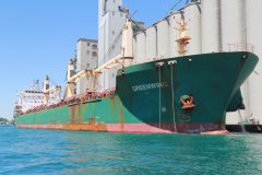 Thumbnail Image for Greenwing