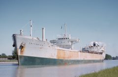 Thumbnail Image for Tritonica