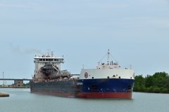 Thumbnail Image for Algoma Bear